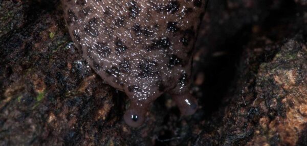 2018-11-15 - NSG Schellenbergpark C-R