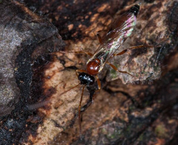 2018-11-15 - NSG Schellenbergpark C-R