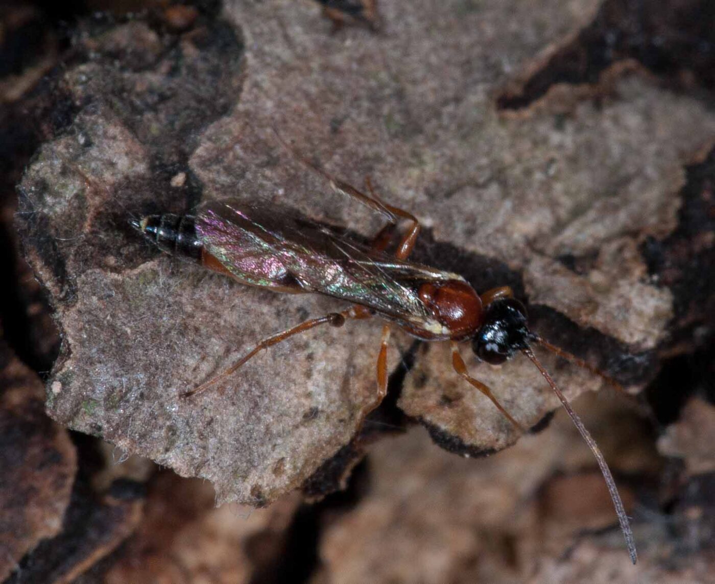 2018-11-15 - NSG Schellenbergpark C-R