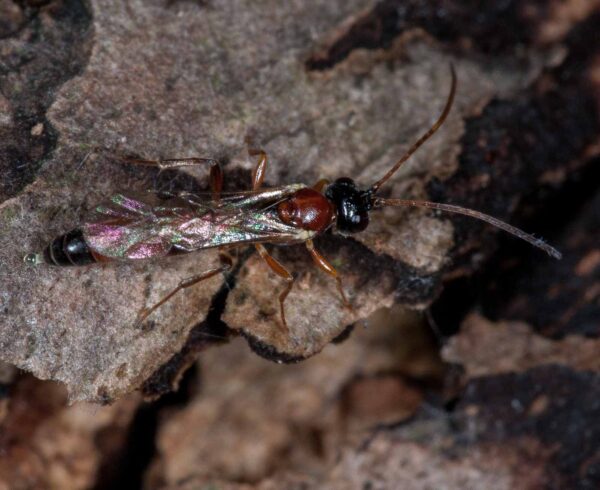 2018-11-15 - NSG Schellenbergpark C-R