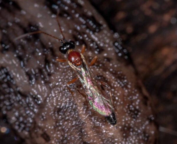 2018-11-15 - NSG Schellenbergpark C-R