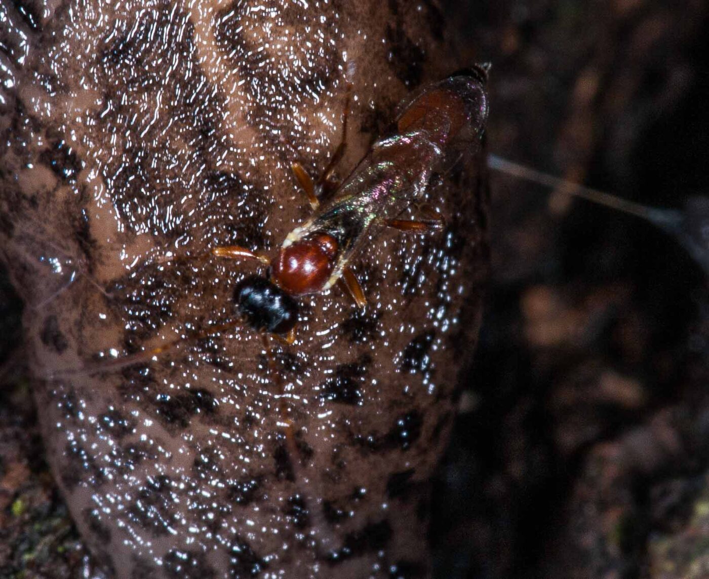 2018-11-15 - NSG Schellenbergpark C-R