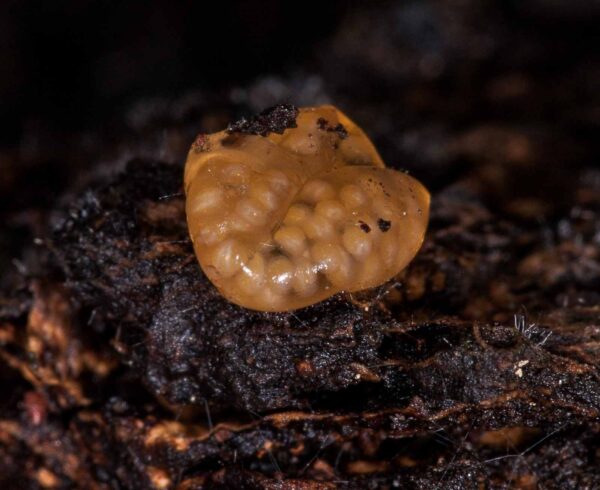 2018-11-15 - NSG Schellenbergpark C-R