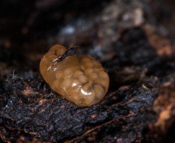 2018-11-15 - NSG Schellenbergpark C-R