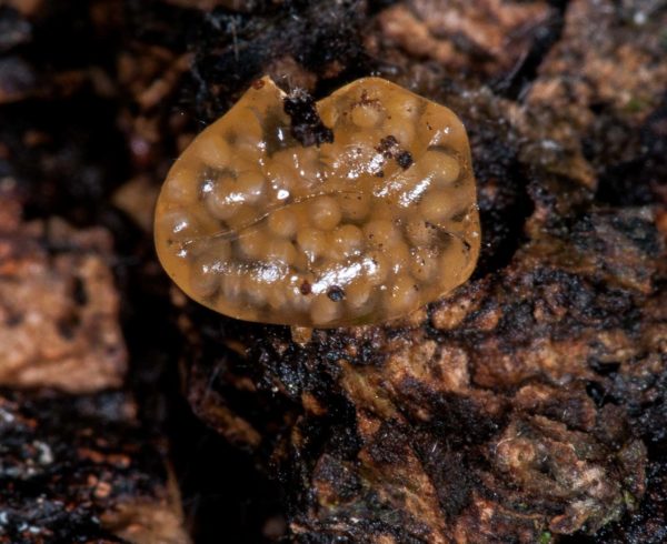 2018-11-15 - NSG Schellenbergpark C-R