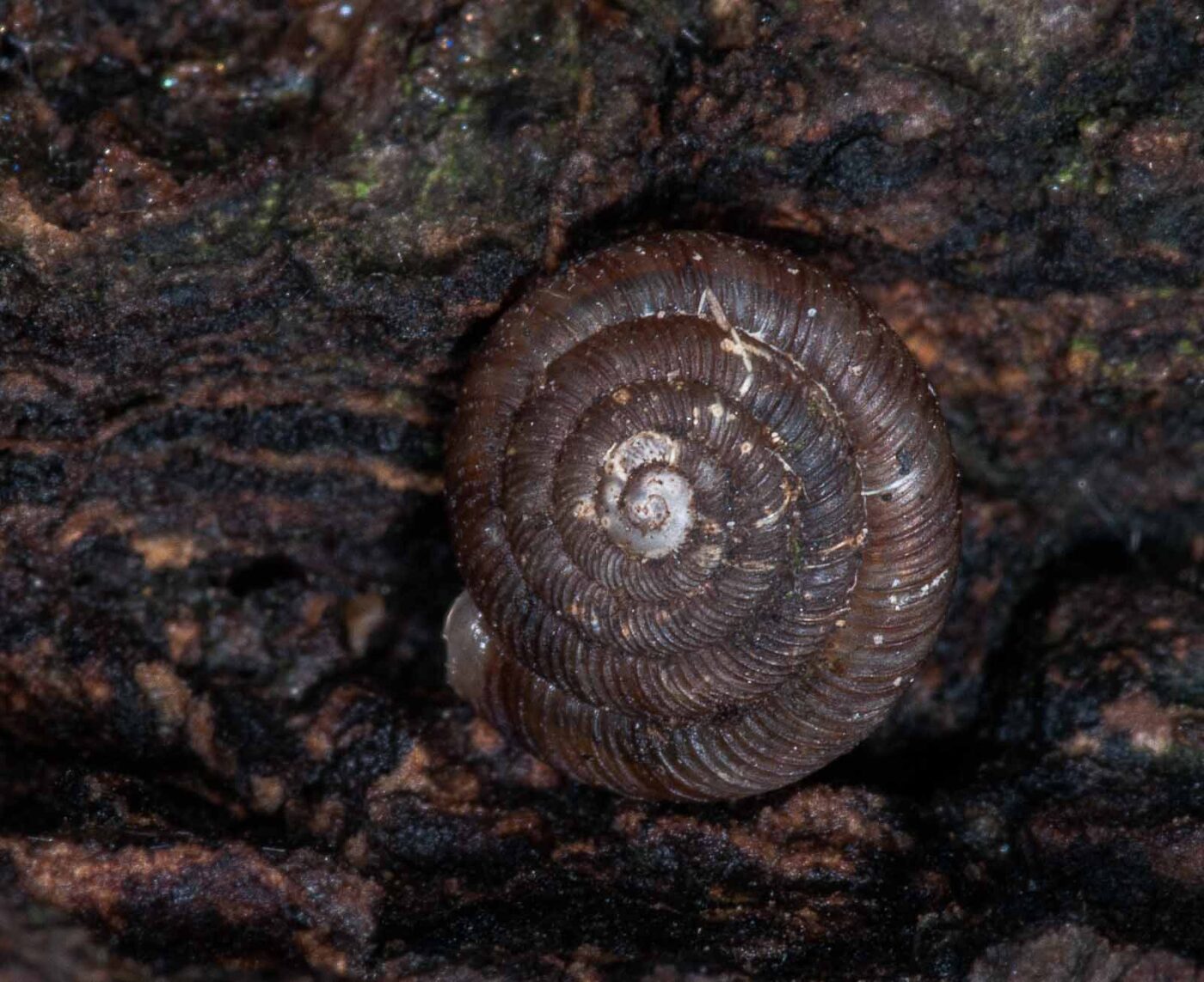 2018-11-15 - NSG Schellenbergpark C-R