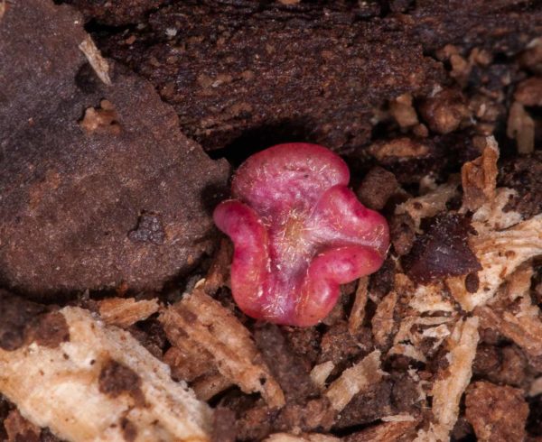 2018-11-15 - NSG Schellenbergpark C-R