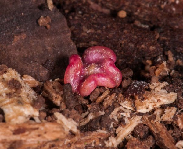 2018-11-15 - NSG Schellenbergpark C-R