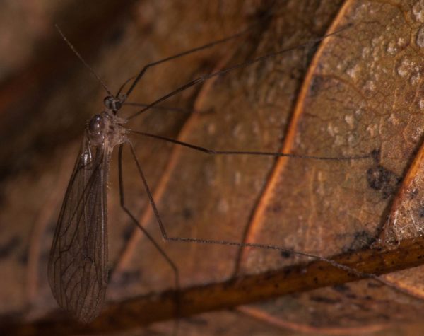 2018-11-15 - NSG Schellenbergpark C-R