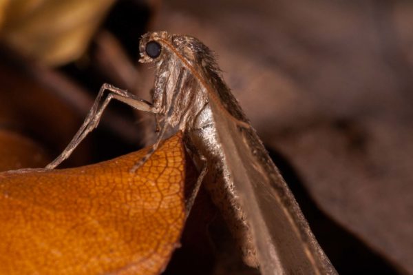 2018-11-15 - NSG Schellenbergpark C-R