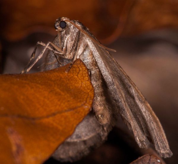 2018-11-15 - NSG Schellenbergpark C-R