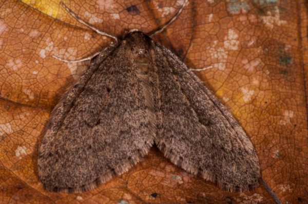 2018-11-15 - NSG Schellenbergpark C-R