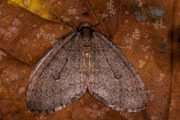 2018-11-15 - NSG Schellenbergpark C-R