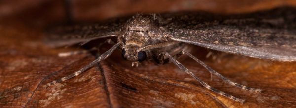 2018-11-15 - NSG Schellenbergpark C-R