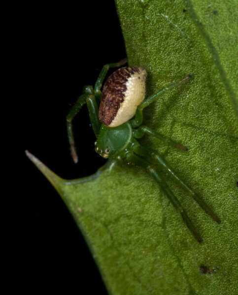 2018-11-15 - NSG Schellenbergpark C-R