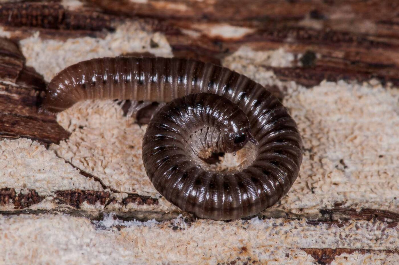 2018-11-15 - NSG Schellenbergpark C-R