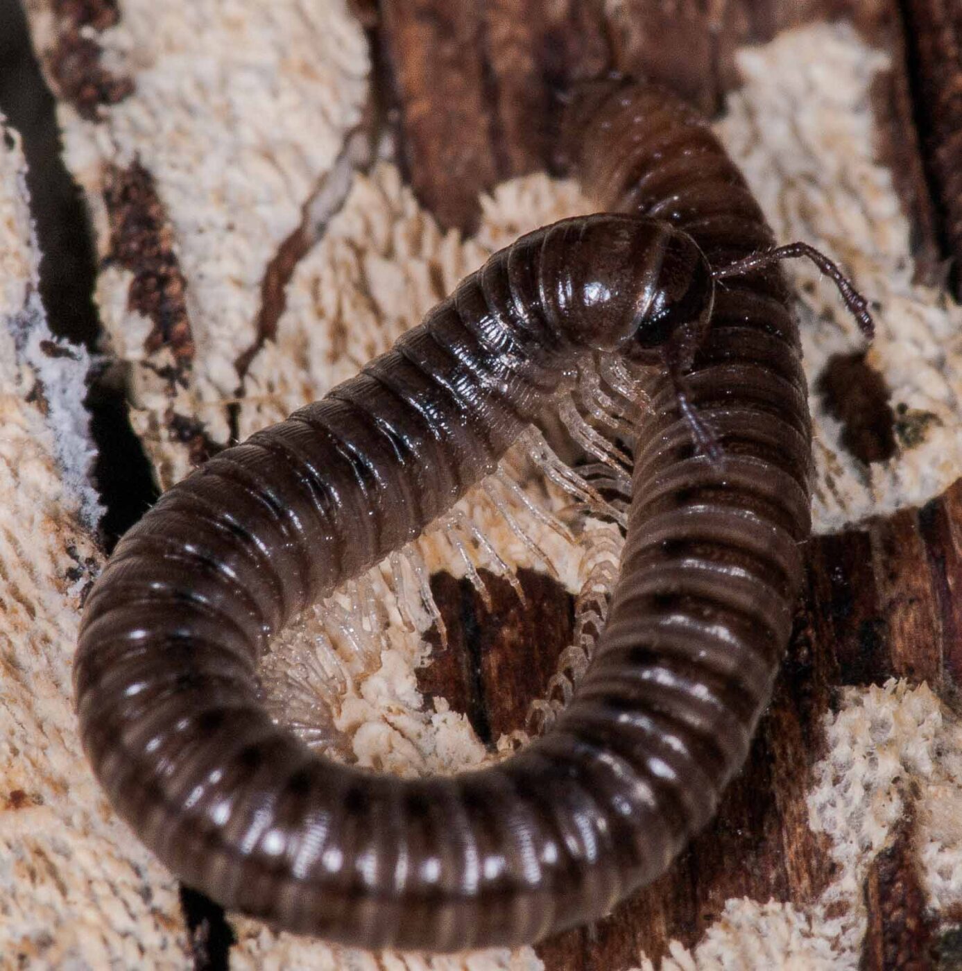 2018-11-15 - NSG Schellenbergpark C-R