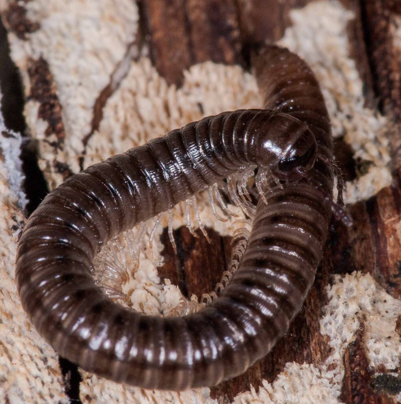 2018-11-15 - NSG Schellenbergpark C-R