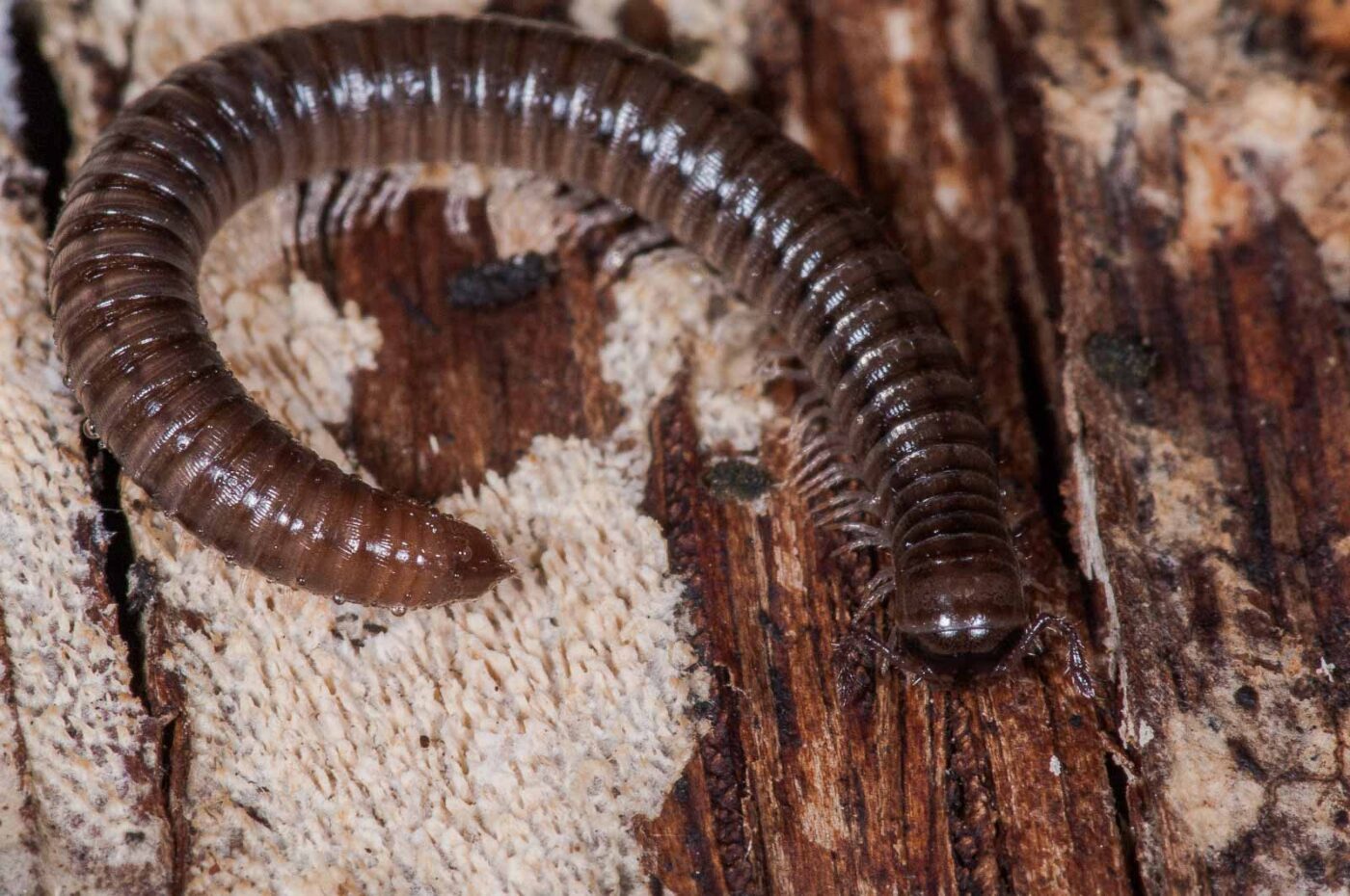 2018-11-15 - NSG Schellenbergpark C-R