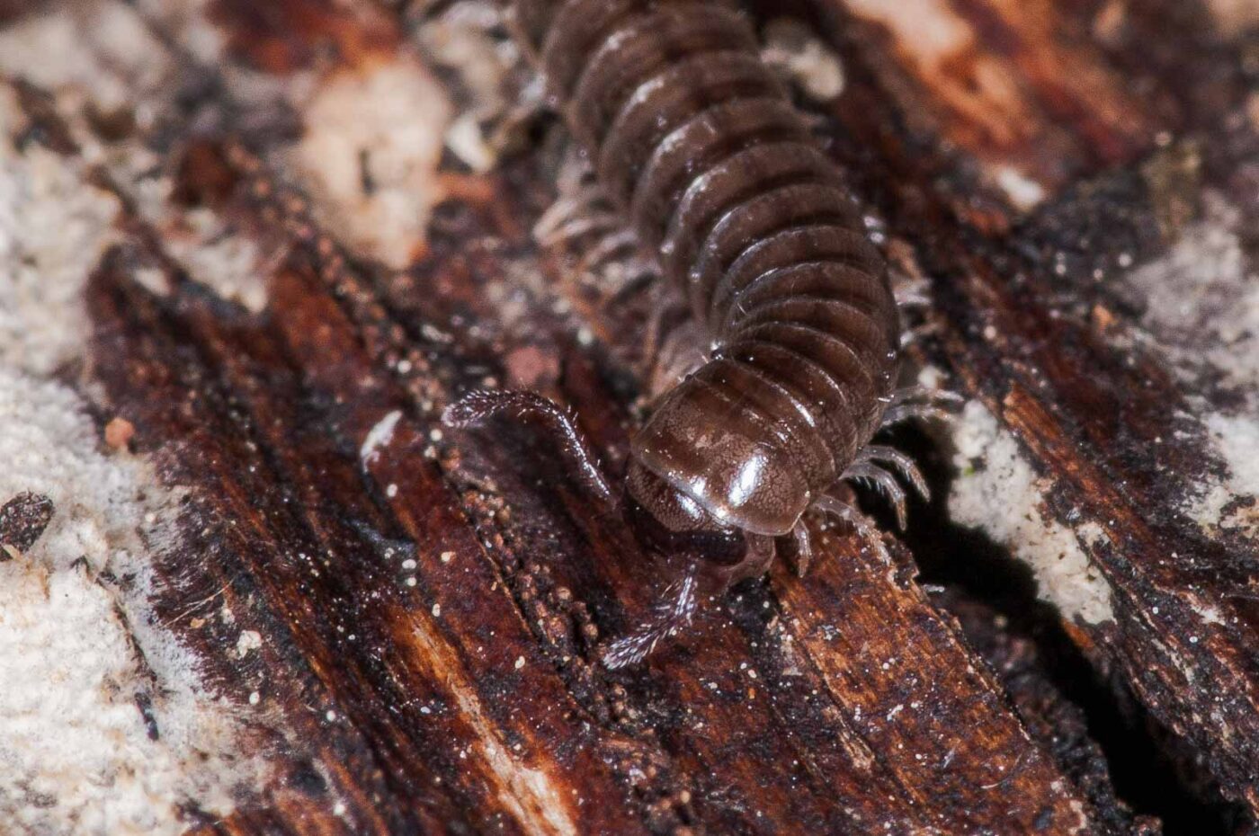 2018-11-15 - NSG Schellenbergpark C-R