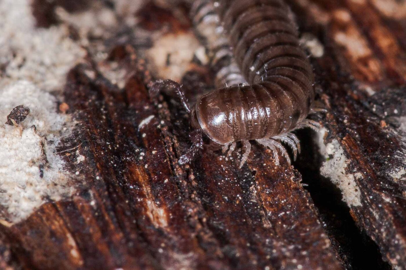 2018-11-15 - NSG Schellenbergpark C-R