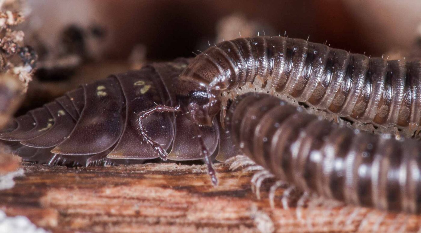 2018-11-15 - NSG Schellenbergpark C-R