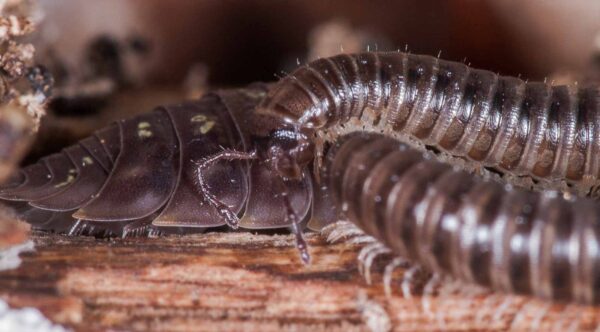 2018-11-15 - NSG Schellenbergpark C-R