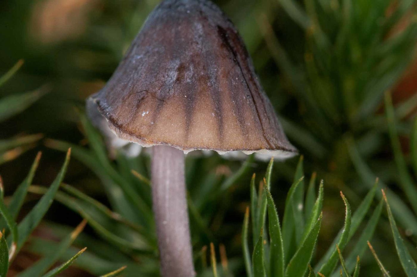 2018-11-15 - NSG Schellenbergpark C-R