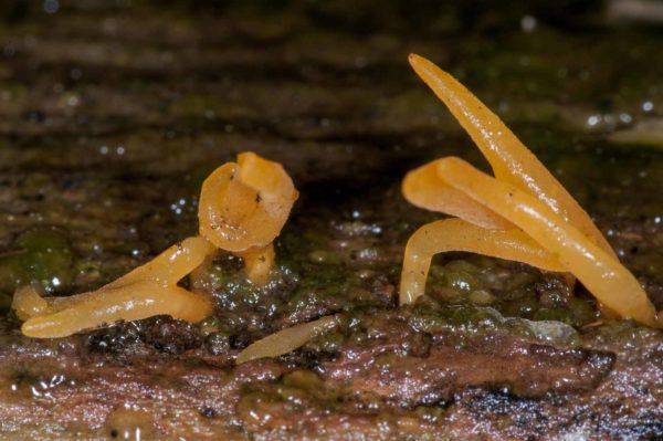 2018-11-15 - NSG Schellenbergpark C-R