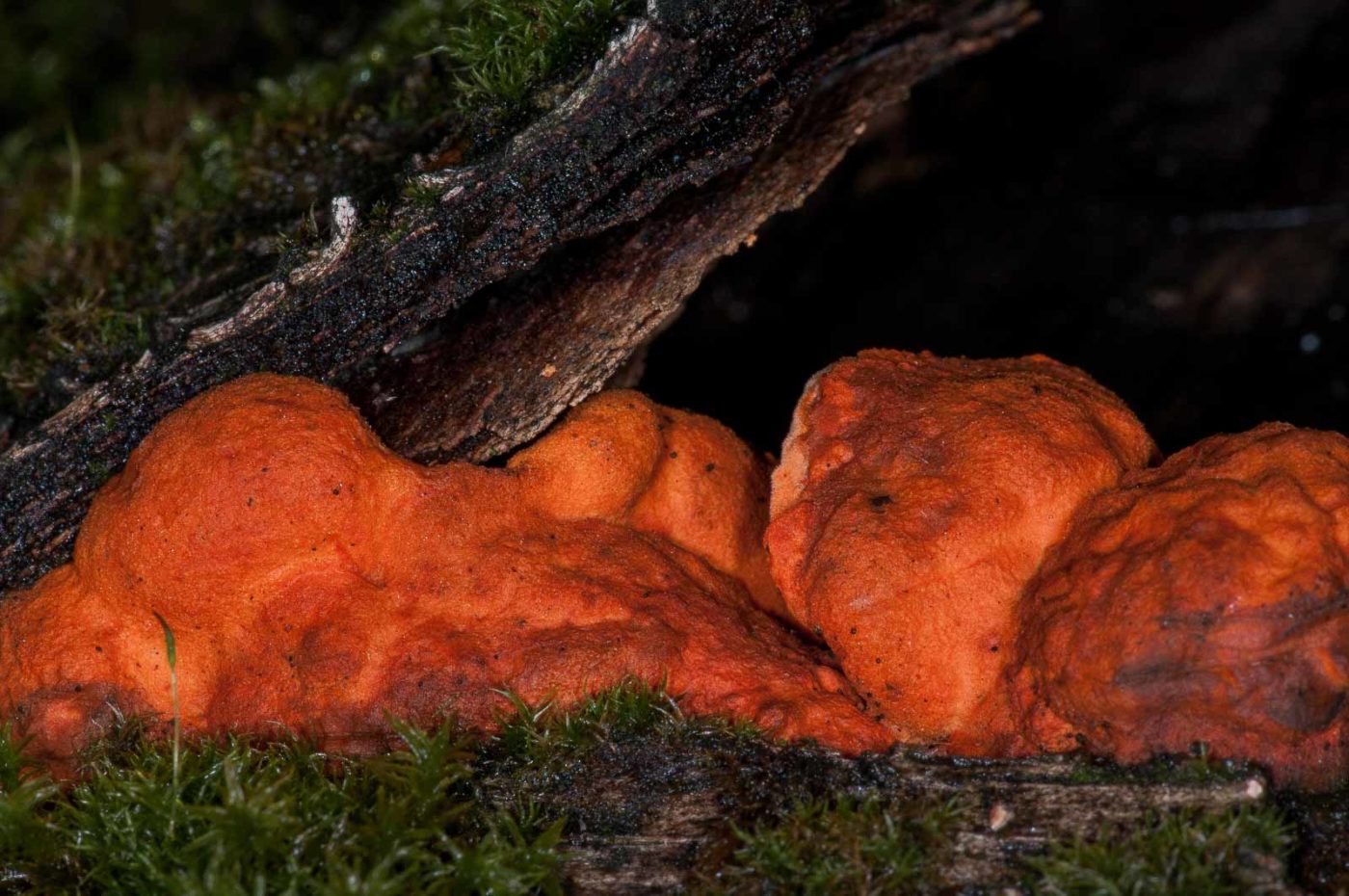 2018-11-15 - NSG Schellenbergpark C-R