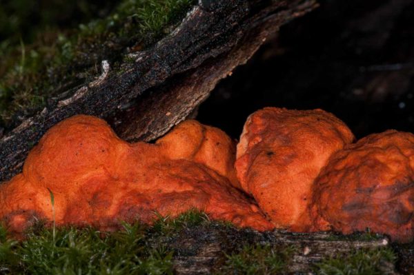 2018-11-15 - NSG Schellenbergpark C-R