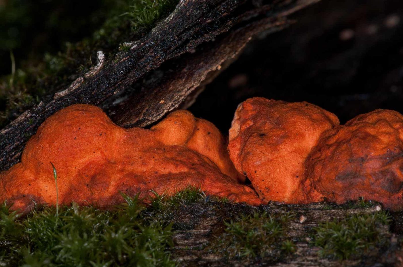 2018-11-15 - NSG Schellenbergpark C-R