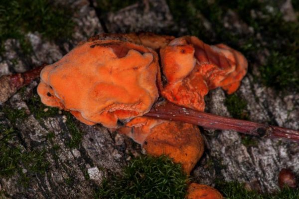 2018-11-15 - NSG Schellenbergpark C-R