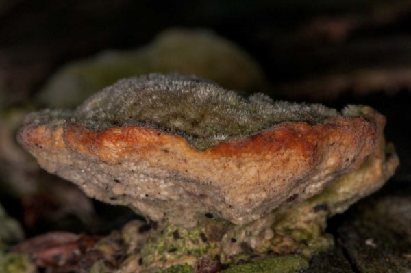 2018-11-15 - NSG Schellenbergpark C-R