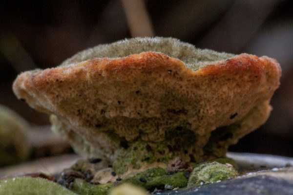 2018-11-15 - NSG Schellenbergpark C-R