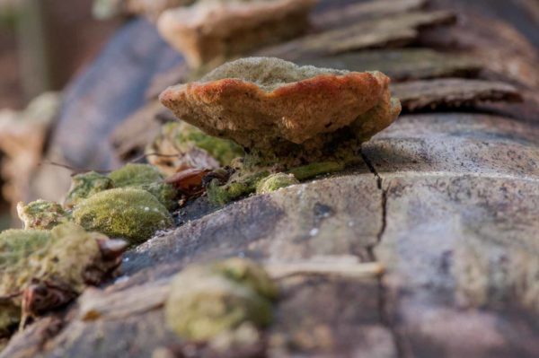 2018-11-15 - NSG Schellenbergpark C-R