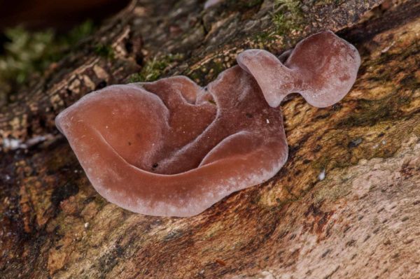 2018-11-15 - NSG Schellenbergpark C-R