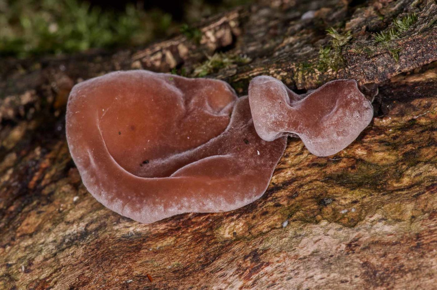 2018-11-15 - NSG Schellenbergpark C-R