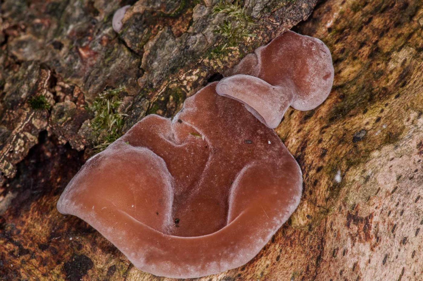 2018-11-15 - NSG Schellenbergpark C-R