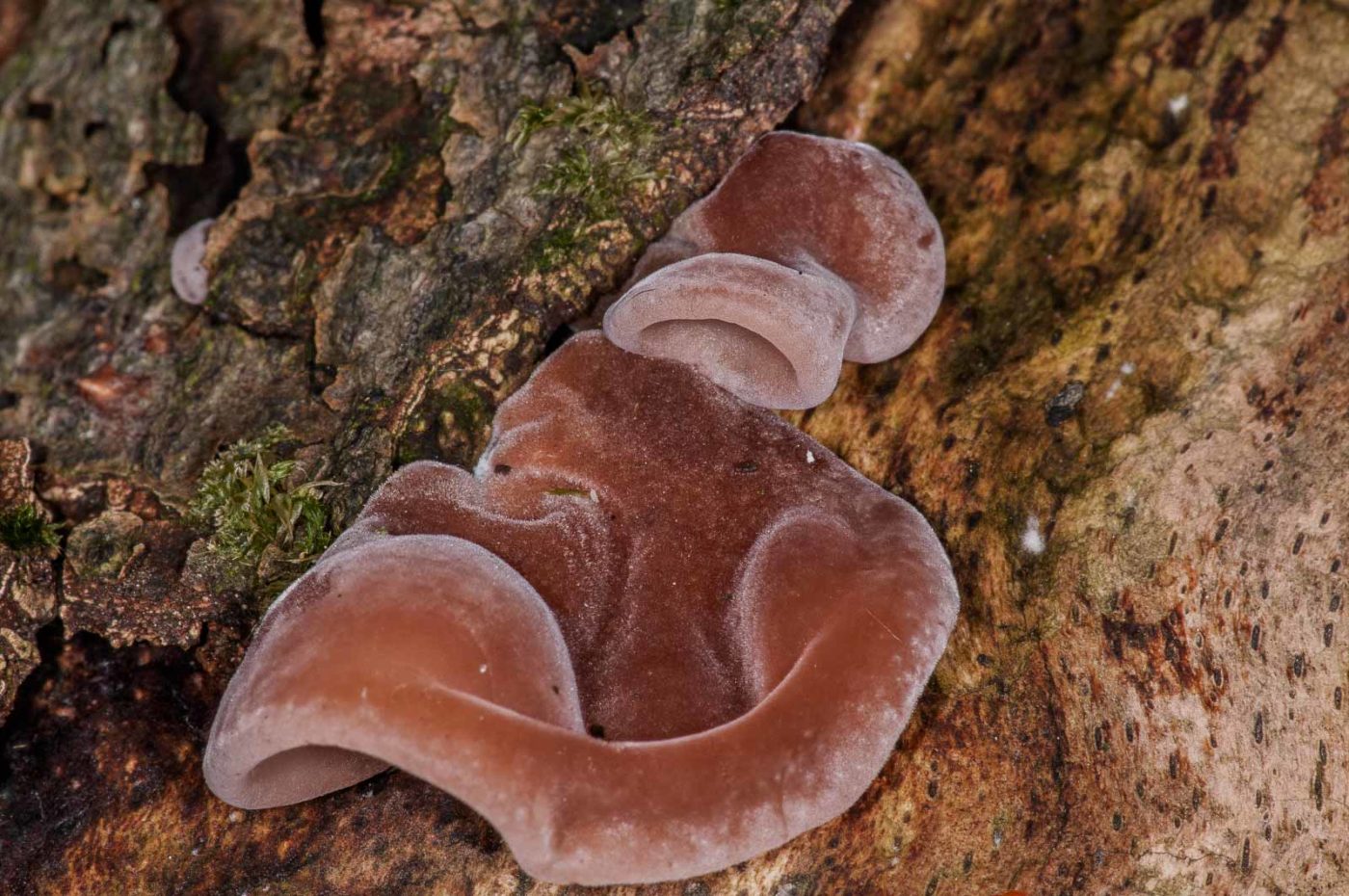 2018-11-15 - NSG Schellenbergpark C-R