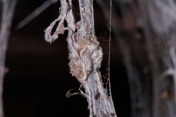 2018-11-15 - NSG Schellenbergpark C-R