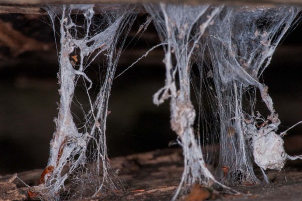 2018-11-15 - NSG Schellenbergpark C-R