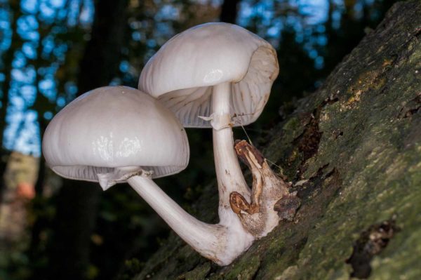 2018-11-15 - NSG Schellenbergpark C-R