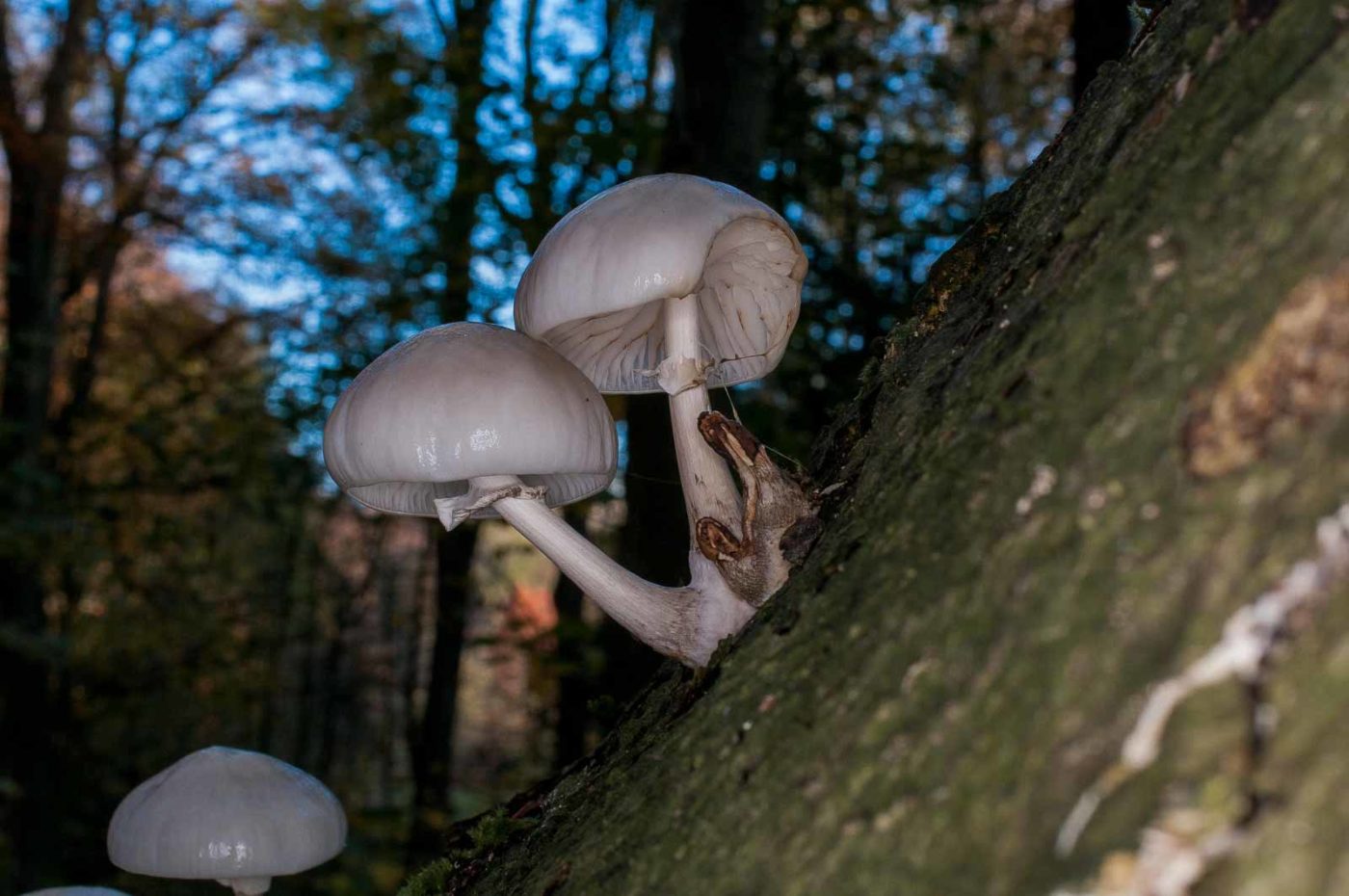 2018-11-15 - NSG Schellenbergpark C-R