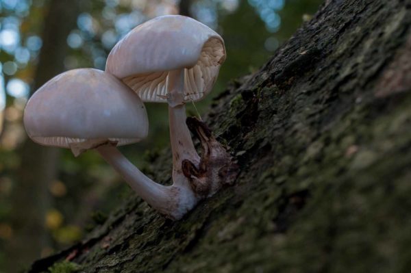 2018-11-15 - NSG Schellenbergpark C-R