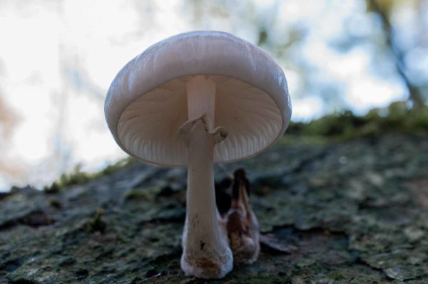 2018-11-15 - NSG Schellenbergpark C-R