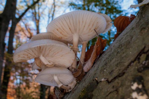 2018-11-15 - NSG Schellenbergpark C-R