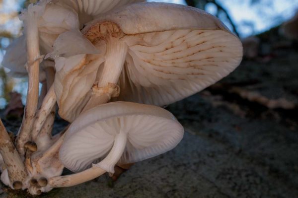 2018-11-15 - NSG Schellenbergpark C-R