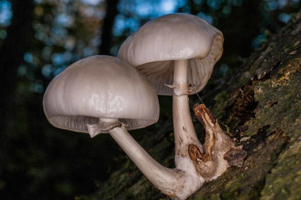 2018-11-15 - NSG Schellenbergpark C-R