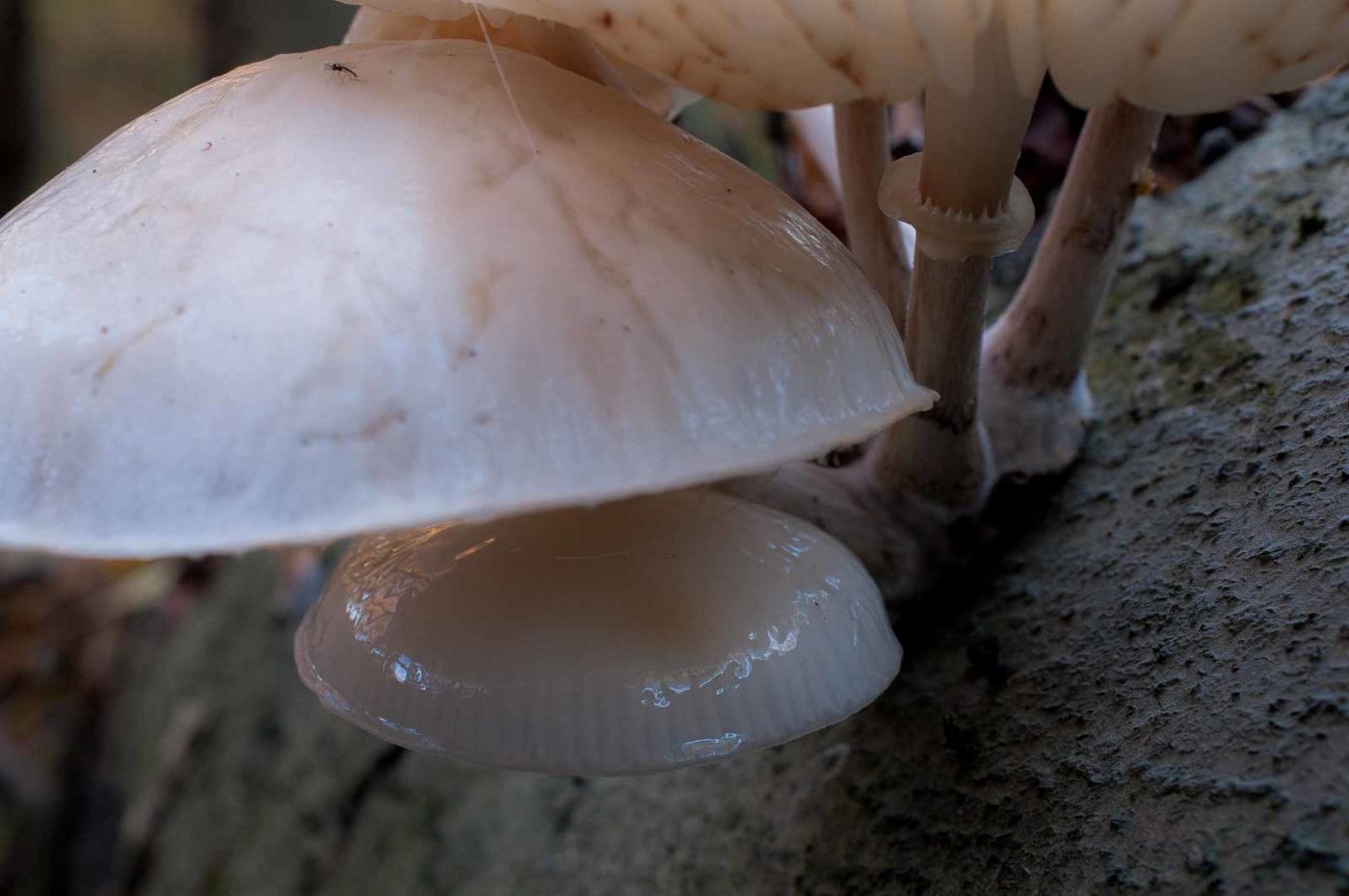 2018-11-15 - NSG Schellenbergpark C-R